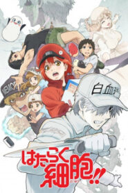 Hataraku Saibou!! 2 เซลล์ขยันพันธุ์เดือด (ภาค 2) ซับไทย